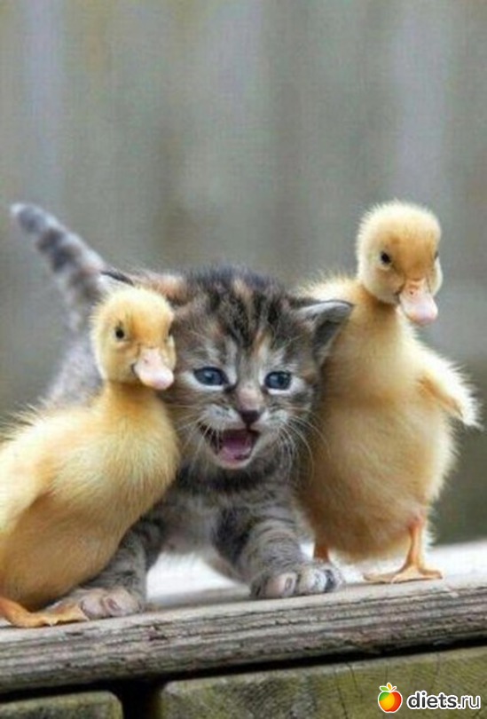 42 ����: ��������, �������.