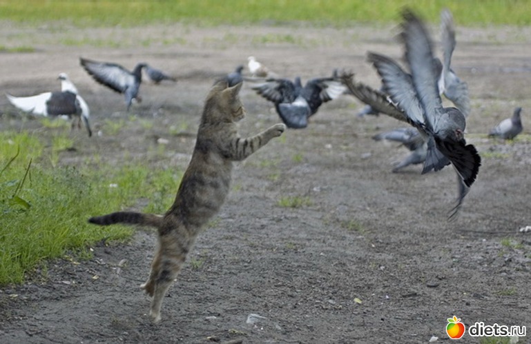 44 ����: ��������, �������.