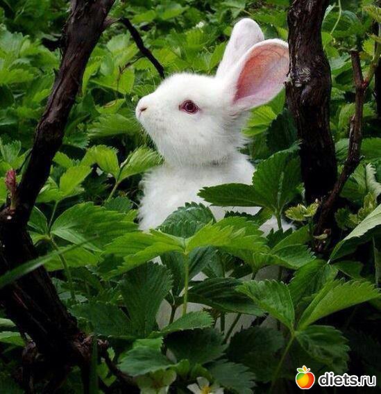 46 ����: ��������, �������.