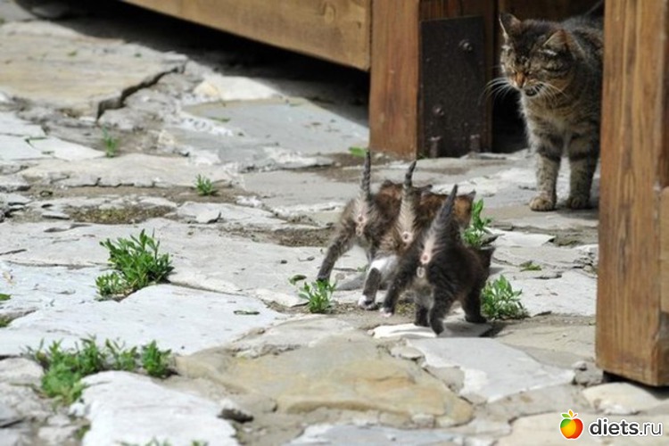 48 ����: ��������, �������.