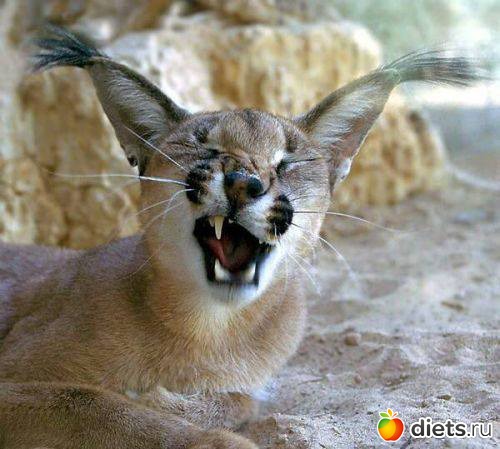 ��������, �������.