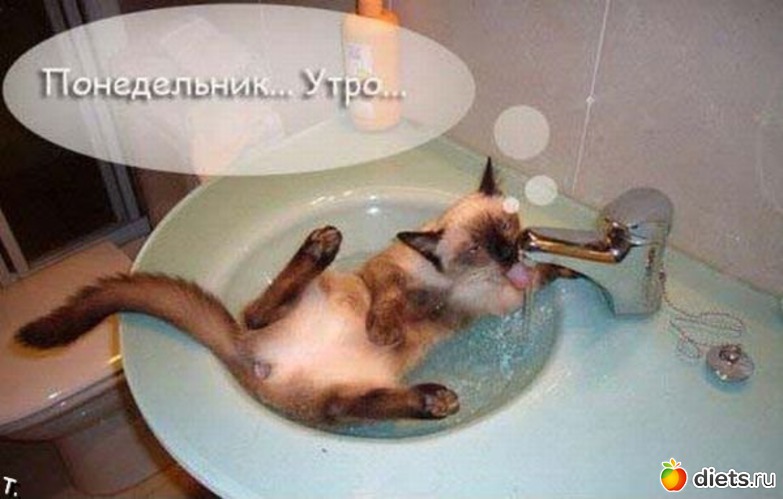 17 фото: Мотивашки