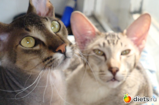 1 ����: ��� ������� ����