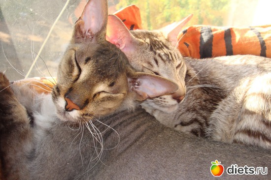 2 ����: ��� ������� ����