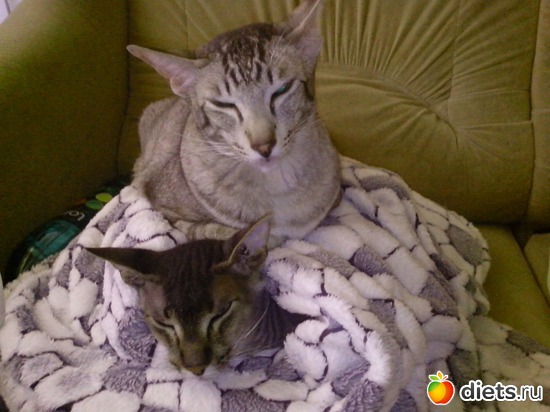 4 ����: ��� ������� ����