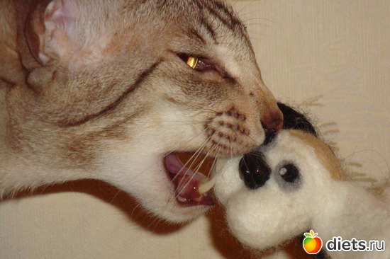 7 ����: ��� ������� ����