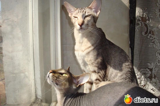 8 ����: ��� ������� ����