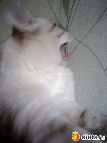 32 ����: �����