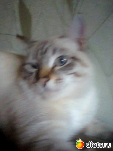 33 ����: �����