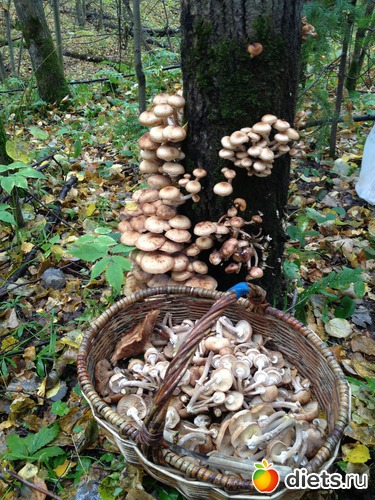 7 фото: грибочки
