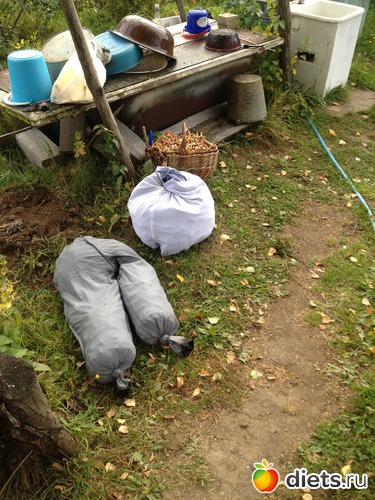 3 фото: грибочки