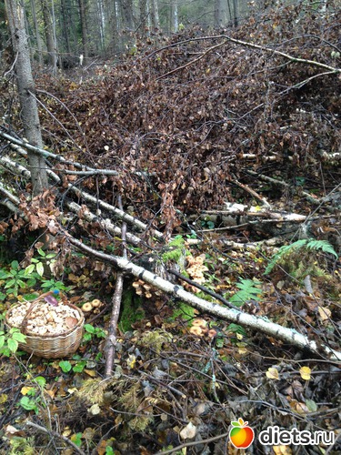 6 ����: ��������