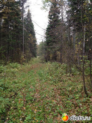 9 фото: грибочки