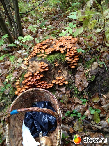 10 фото: грибочки