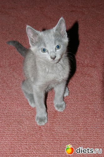 �����, ������: �����