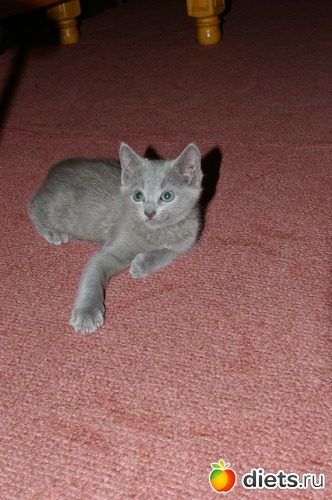 ��� ��������)), ������: �����