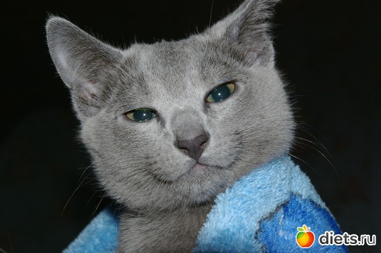 ��� ��������, ������: �����