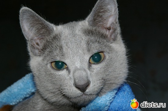 5 ����: �����