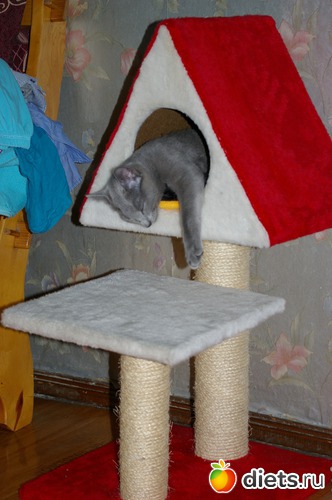 ��� ����,��� � ����!, ������: �����