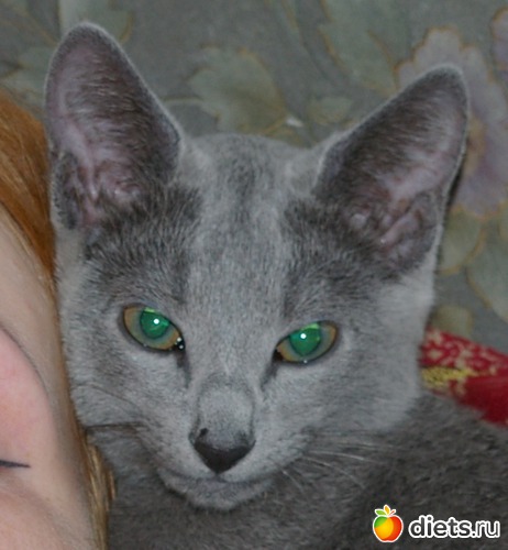 ������-�����������, ������: �����