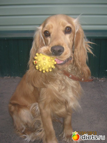 ����, ������: �������