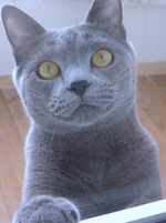 Мой котейка