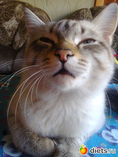 35 ����: �����