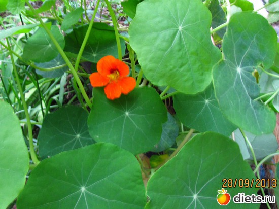 ���������, ������: �����-����-����� 2013 - 2015