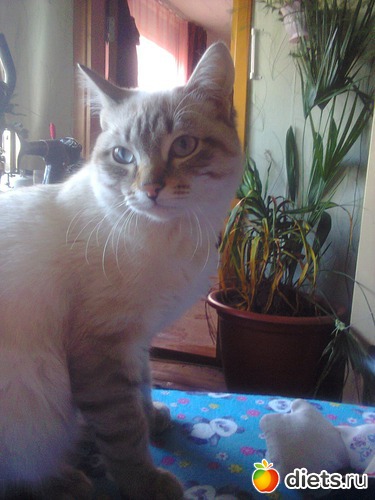 36 ����: �����