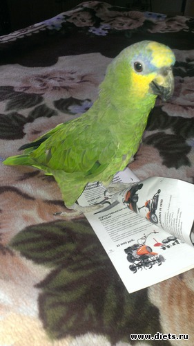 2 ����: ����, ��� �������!