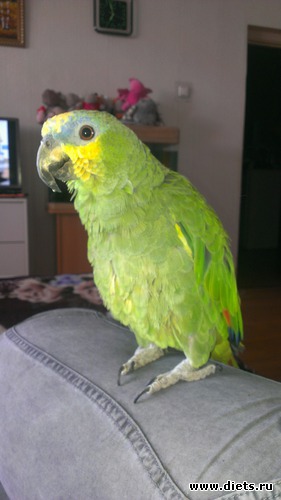 3 ����: ����, ��� �������!