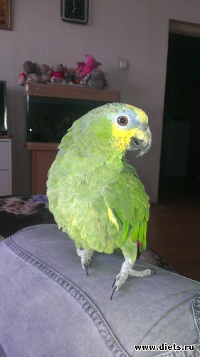 4 ����: ����, ��� �������!