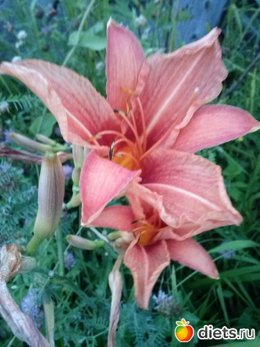 7 ����: ������������ � ����