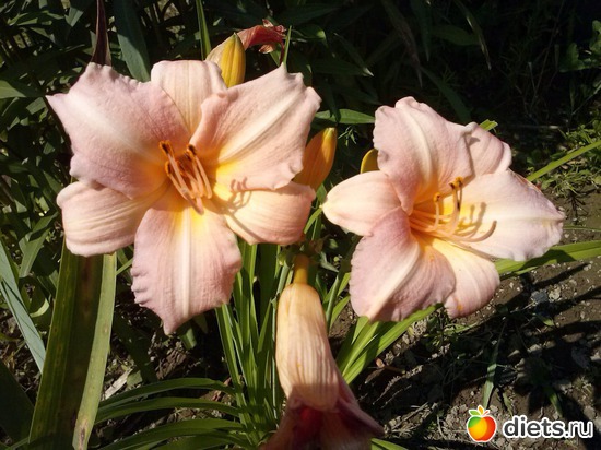 11 ����: ������������ � ����