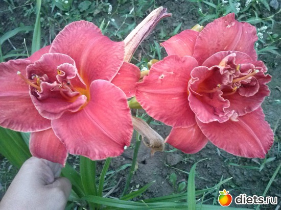 13 ����: ������������ � ����