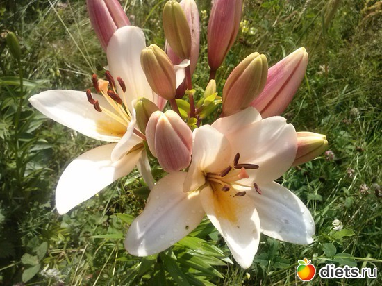 18 ����: ������������ � ����