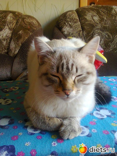 34 ����: �����