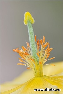 Для комментов