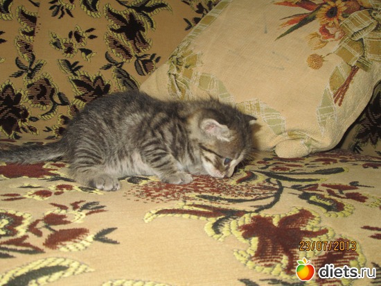 2 фото: Кашкай Котовский