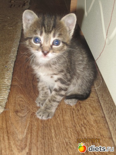 5 фото: Кашкай Котовский