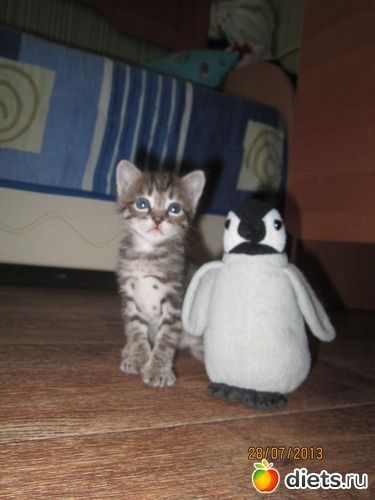 6 ����: ������ ���������