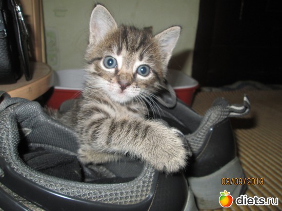 7 фото: Кашкай Котовский