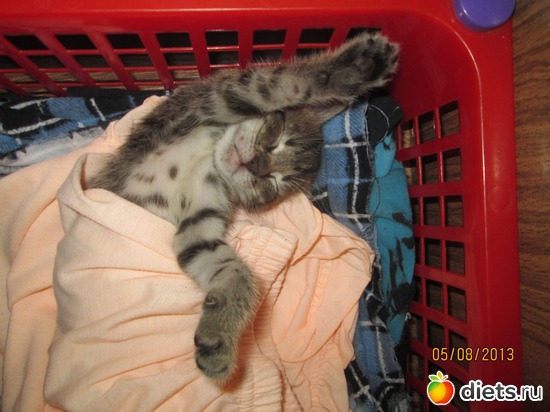 8 фото: Кашкай Котовский