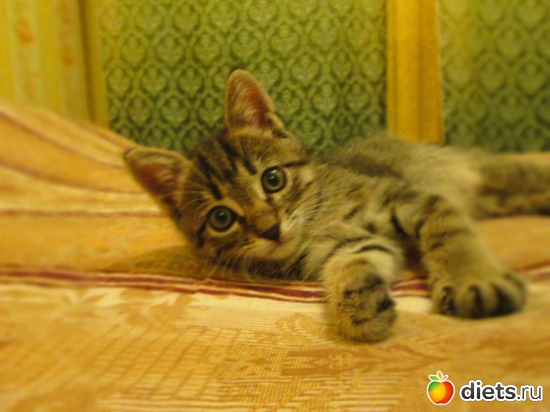 9 фото: Кашкай Котовский