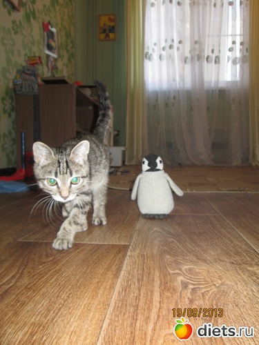 10 фото: Кашкай Котовский