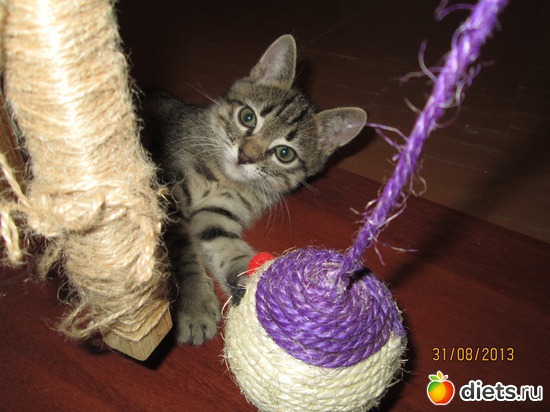 16 фото: Кашкай Котовский