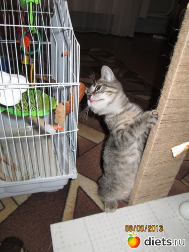 18 фото: Кашкай Котовский