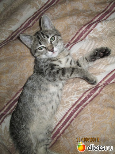 20 фото: Кашкай Котовский