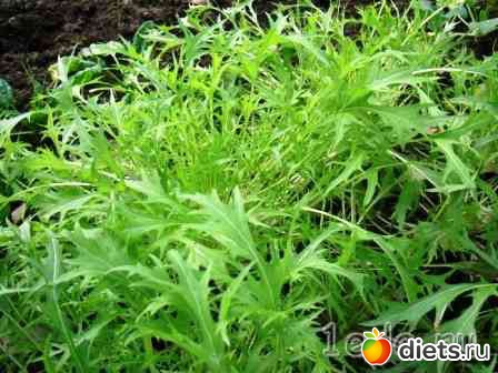 Мой сад-огород