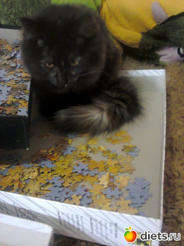 61 ����: �����